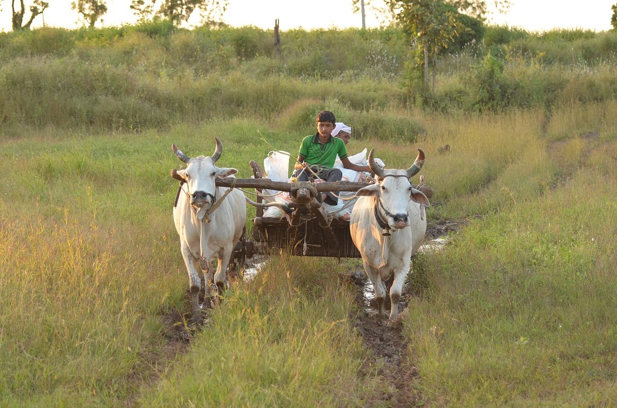 A traditional Indian bullock cart
